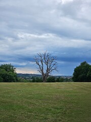 A lone dead tree stands in an open grassy field under a dramatic cloudy sky, with distant hills and town buildings visible on the horizon