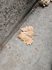 Close-up of a single dry brown leaf lying on grey concrete sidewalk beside rough asphalt curb, symbolising autumn and urban decay