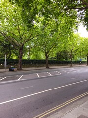 A quiet empty street lined with tall green leafy trees and a stone sidewalk on a bright summer day, creating a peaceful urban scene