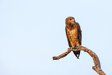 South Africa, Kruger National Park, Bateleur Eagle (Terathopius Ecaudatus), juvenile