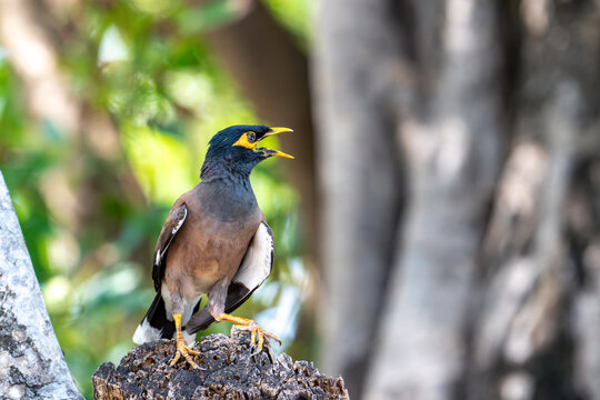 Common myna bird calling while perched on a tree stump