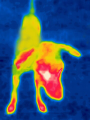 The dog came close. Image from thermal imager device.