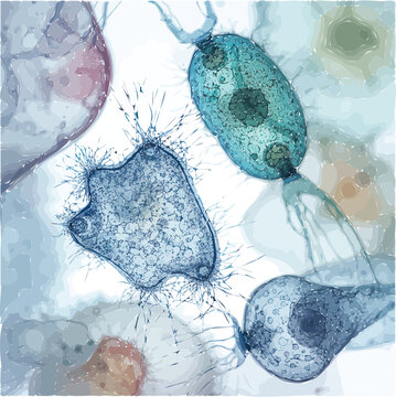 Artistic watercolor illustration of various single-celled protozoa organisms, a scientific microscopic view of amoebas and paramecia