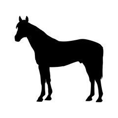 Horse Vector Black Silhouette Icon with Sharp Line Artwork