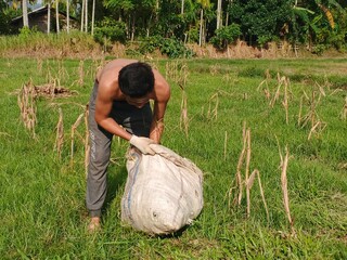 Shirtless farmer filling sack with harvested crops in field. Traditional agriculture in Southeast...