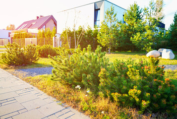 Fototapeta premium Pine tree Mugo grows at suburb house. Dwarf Mugo Pine trees in Landscape design for Villa. Contemporary Home in Lush Green Environment, Beautiful Landscaping. Stylish house, home unique architecture.