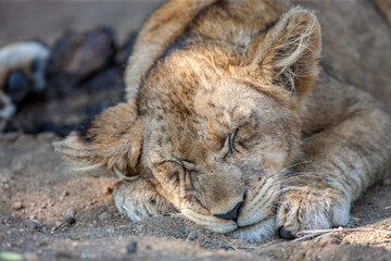 South Africa, Kruger National Park, Lion (Panthera leo), cub