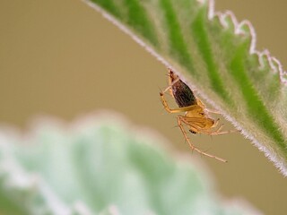 Lynx Spider (Oxyopes sp.) Hiding Under a Hairy Leaf, Macro Focus of Natural Predatory Insects