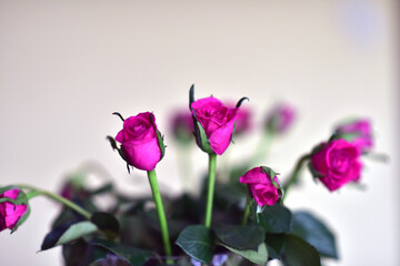 Obraz premium a bouquet of red roses in a vase on the table