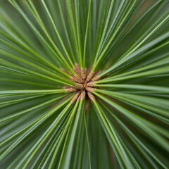 Obraz premium Oblique macro detail of pine needle cluster with natural texture