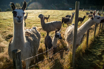 alpaca's