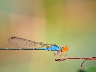 Bright Blue Damselfly Perched on Wood, Green Copy Space, Design