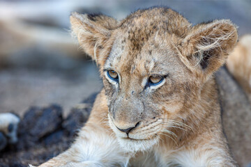 South Africa, Kruger National Park, Lion (Panthera leo), cub