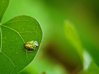 Macro of Golden Tortoise Beetle (Chrysomelidae) on Green Leaf, Metallic Insect, Symbol of Natural Wonder and Ecology