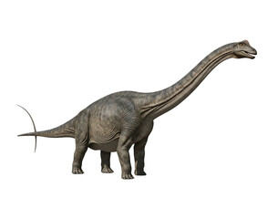 Realistic Diplodocus Transparent Background