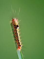 Solid Green Hairy Moth Larva (Metamorphosis!), Nature Biology Study