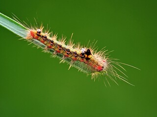 Hairy, Brightly Colored Caterpillars on Leaves: Pest Education
