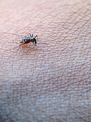 Aedes Mosquito Sucking Blood, Human Skin Macro, Disease Vector Risk
