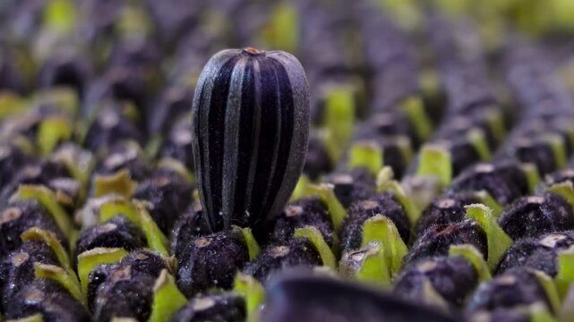 Striped achene of a confectionery sunflower (Helianthus annuus) variety: A concept of selective breeding and the food industry.