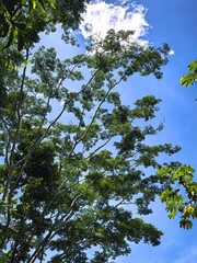 Siluetas en el cielo azul 