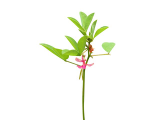 Indigofera or indigo plant with flowers isolated on a white background