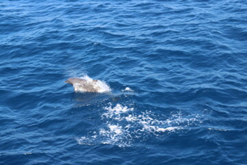 Fototapeta premium dolphin in the water