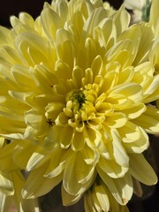 yellow chrysanthemum flower