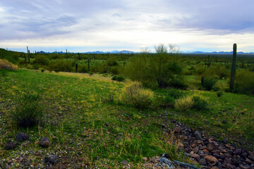 Sonoran Desert Arizona Picacho Peak State Park