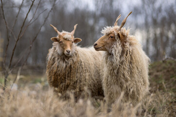 Racka sheeps on the field