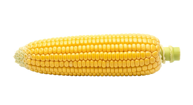 Isolated corn on the cob stock photo for food photography and healthy eating concepts and agricultural images transparent background