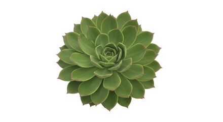 Isolated succulent rosette in full bloom with a tight arrangement of green leaves