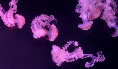 Entwined jellyfish waltz through amethyst waters, embodying surreal marine ballet, World's Ocean Day, and whimsical bioluminescent mysteries © Nataliia