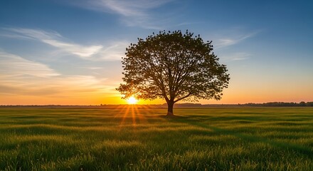 Fototapeta premium A majestic solitary tree silhouetted against a beautiful golden sunset in a vast green field.