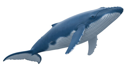 Isolated Blue Whale marine mammal swims effortlessly in the ocean, endangered animal
