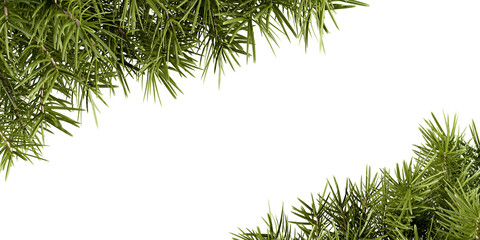 Green Christmas pine twigs in a corner arrangements isolated on white or transparent background
