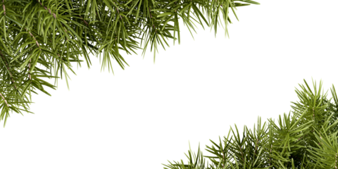 Green Christmas pine twigs in a corner arrangements isolated on white or transparent background
