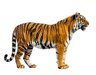 Fototapeta premium Majestic Tiger Side View with Realistic Fur Texture Isolated on White