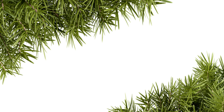 Green Christmas pine twigs in a corner arrangements isolated on white or transparent background
 - Powered by Adobe