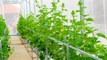 Fototapeta premium green plants in a greenhouse