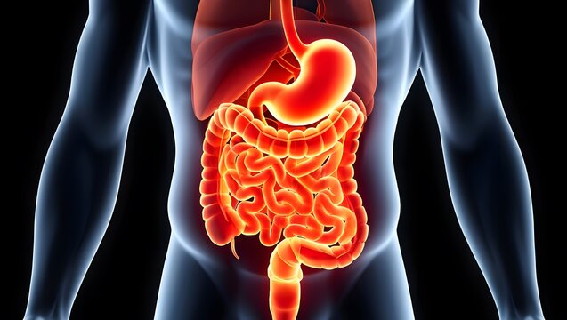 Anatomical illustration of the human digestive system and organs