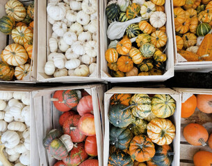 Crates of multicolored gourds, echoing Harvest Moon celebrations, mystical Samhain whispers, vibrant autumn's nostalgic bounty collection