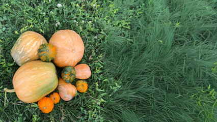 Golden pumpkins nestle in verdant embrace, evoking Samhain's harvest charm and rustic autumnal...