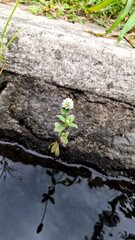 Gomphrena celosioides flowers grow on river walls
