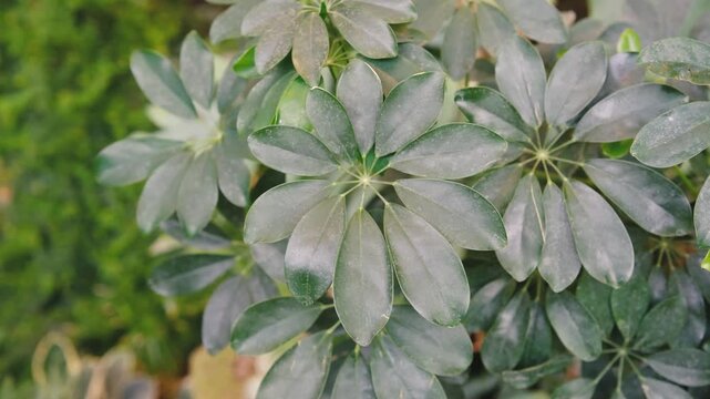 Close up on shiny green Schefflera leaves arranged in a radial pattern against a soft bokeh background.