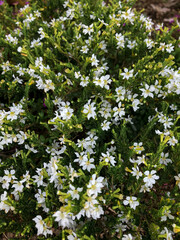 white daisies in a field