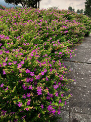 pink flowers in the garden