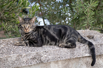 Gray tabby moggy classic pattern domestic outdoor cat, lying on the garden wall