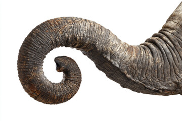 Close-Up of Elephant Trunk with Minimal White Backdrop