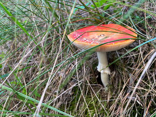 Fly agaric mushroom growing hidden in forest grass