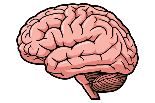 Illustration of a human brain isolated on white background, showcasing its intricate structure and vital role in cognitive functions and overall health vector
